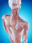 Anatomia della spalla umana — Foto stock