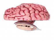 Анатомія людського мозку — стокове фото
