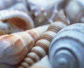 Shells of unidentified sea snails. — Stock Photo