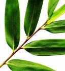 Close-up of green plant leaves along stem. — Stock Photo