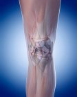 Human leg structural anatomy — Stock Photo