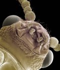 Tête de scarabée des asperges — Photo de stock