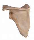 Анатомия скапулы человека — стоковое фото