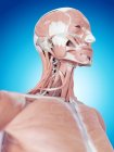 М'язи шиї та структурна анатомія — стокове фото