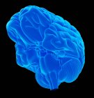 Упрощенная анатомия мозга — стоковое фото
