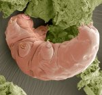 Farbige Rasterelektronenmikroskopie (sem) eines tardigraden (macrobiotus sp. ) oder Wasserbär. — Stockfoto