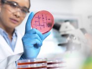 Cientista feminina examinando a cultura microbiológica em placa de Petri . — Fotografia de Stock