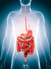 Gastrointestinal system of an adult — Stock Photo