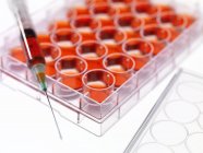 Pesquisa de células estaminais — Fotografia de Stock