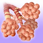Structure of alveoli of human lungs — Stock Photo