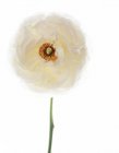 Close-up of Persian buttercup on white background. — Stock Photo