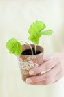 Jardineiro mão segurando planta de morango em vaso . — Fotografia de Stock