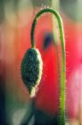 Close-up de papoula de milho . — Fotografia de Stock