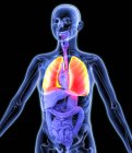 Healthy lungs and respiratory system — Stock Photo