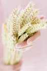 Руки людини, що тримають вуха пшениці . — стокове фото