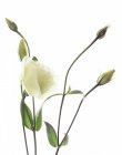 Nahaufnahme weißer Lisianthus-Blüten und -Knospen. — Stockfoto
