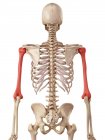 Humérus humain structure osseuse — Photo de stock