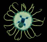 Medusa do hidrozoário de Obelia. Micrografia de luz (ML) de uma medusa (pólipo jovem) do hidroide Obelia geniculata
. — Fotografia de Stock