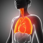 Дыхательная система взрослого человека — стоковое фото
