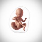Âge du fœtus humain 34 semaines — Photo de stock