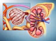 Anatomia strutturale renale umana — Foto stock