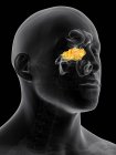 Human sinuses structure and anatomy — Stock Photo