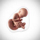Âge du fœtus humain 29 semaines — Photo de stock
