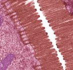 Microvellosidades del intestino delgado - foto de stock