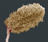 Farbige Rasterelektronenmikroskopie (sem) einer mit Pollen bedeckten Waldanemone (Anemone nemerosa) anther (männlicher Fortpflanzungsteil). — Stockfoto