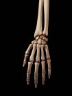 Anatomia dos ossos da mão humana — Fotografia de Stock