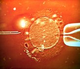 Оплодотворение яйцеклетки человека — стоковое фото