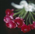 Крупним планом вид на квіти ранункулуса, пов'язані в пучок зі стрічкою . — стокове фото