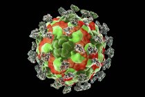 Enterovirus with attached integrin molecules — Stock Photo