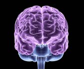 Cérebro humano saudável — Fotografia de Stock