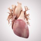 Gesundes menschliches Herz — Stockfoto