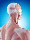 Neck musculature and structural anatomy — Stock Photo