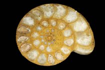 Fossile di ammonite su sfondo nero . — Foto stock