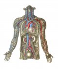 Anatomía estructural humana - foto de stock