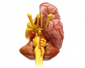 Anatomia dell'emisfero cerebrale — Foto stock