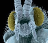 Anatomia della testa del mosca — Foto stock
