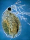 Micrografo leggero di una pulce d'acqua, Daphnia pulex, un piccolo crostaceo d'acqua dolce
. — Foto stock