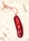 Helicobacter pylori baccampum — стоковое фото