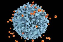 ВІЛ віруси зараження T-лімфоцитів клітинки — стокове фото