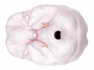Anatomia del cervello che mostra il sistema di afflusso di sangue — Foto stock
