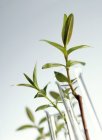 Close-up view of plants in test tubes. — Stock Photo