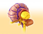 Anatomia do hemisfério cerebral — Fotografia de Stock