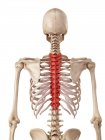 Colonna vertebrale toracica umana — Foto stock