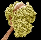 Micrografia eletrônica de varredura colorida (MEV) de uma antera (parte reprodutiva masculina) de uma árvore baia (Laurus nobilis) flor . — Fotografia de Stock