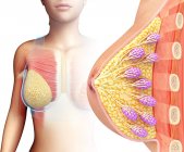 Anatomie mammaire féminine, illustration par ordinateur
. — Photo de stock