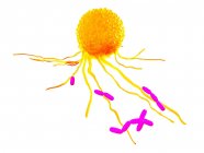 Cellula di leucociti cattura batteri nocivi, illustrazione del computer . — Foto stock